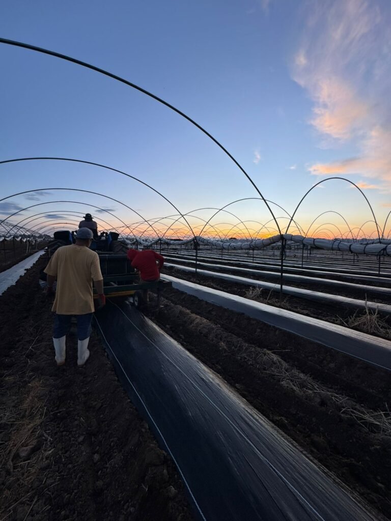 instalación acolchado agripja instalación acolchado agripja